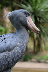 剽軽な顔のハシビロコウのポートレート
