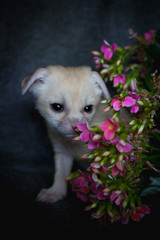 Newborn fennec fox cub with pink flowers
