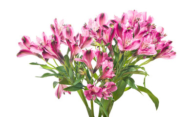 isolated bunch of pink freesia flowers