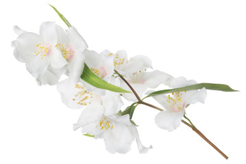 Fototapeta na wymiar branch with lush light pink jasmine blooms