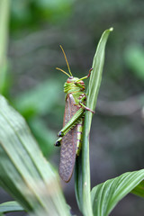 a large green grasshopper sits on a green leaf