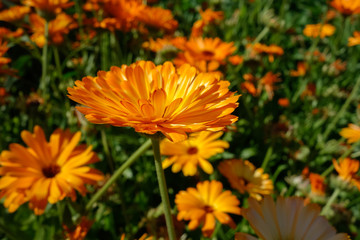 Bright orange Calendula flowering in an English garden