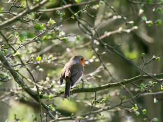 Robin (Erithacus rubecula) perched in a tree