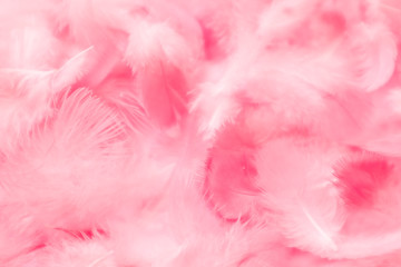 Beautiful abstract colorful white and pink feathers on white background and soft white feather texture on pink pattern, pink background banners 	