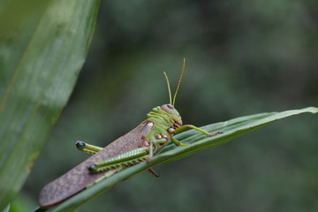a large green grasshopper sits on a green leaf
