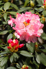 Rote Rhododendronblüte, Close-Up, Deutschland