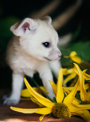 Pretty fennec fox cub with yellow flowers