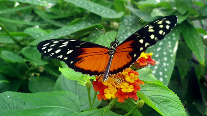 Closeup dorsal view of butterfly Heliconius hecale also known as tiger longwing