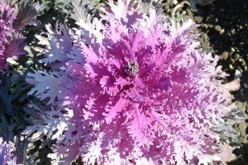 pink decorative cabbage on a flowerbed in a landscape