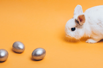 White rabbit with silver easter egg on a yellow background.
