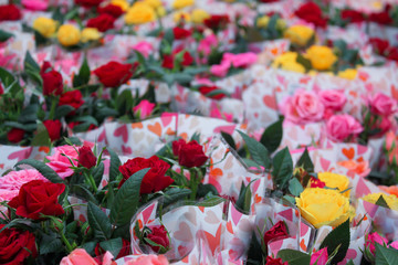 Small roses in pots: red, pink and yellow are sold in a package of hearts as a gift. Concept birthday, Valentine's day, mother's and international women's day.  Festive background