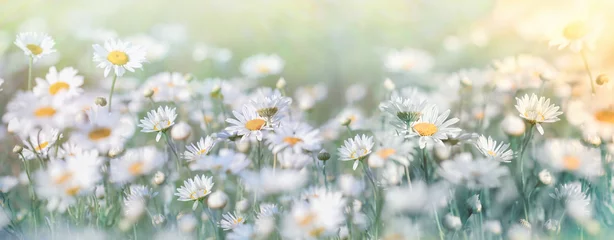 Fototapeten Beautiful nature, selective and soft focus on daisy flower in meadow, daisy flowers lit by sunlight © PhotoIris2021
