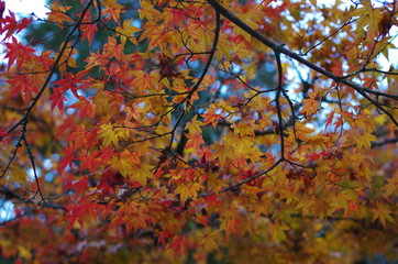 紅葉