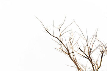  a close-up of a bare tree branch against a white background. The branches are brown and reach towards the right side of the image.