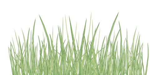 Watercolor hand drawn meadow herbal  border composition with green grass isolated on white background