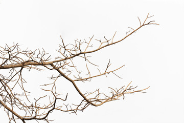 a bare tree branch with no leaves against a white background.