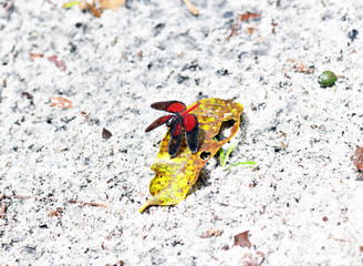 red dragonfly on the white sand near the lake