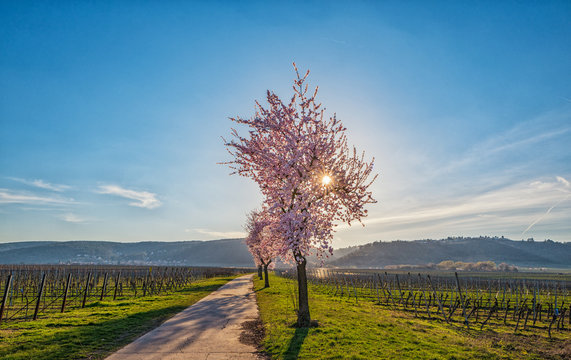 blooming almond trees in palatinate