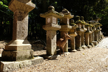奈良の春日大社の参道の石灯籠と鹿の風景