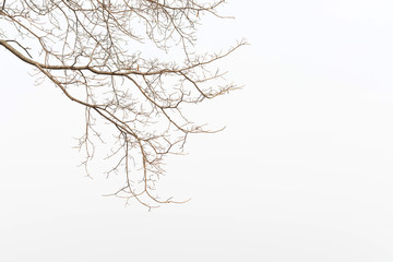 a bare tree branch with no leaves against a white, foggy background.