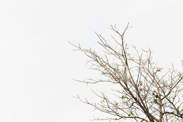 Fototapeta na wymiar Dry twig on the tree in isolated white background.