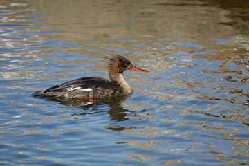 Common Merganser on lake