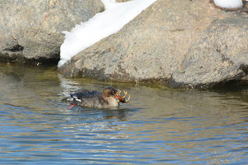 Fototapeta premium Common Merganser with crawfish