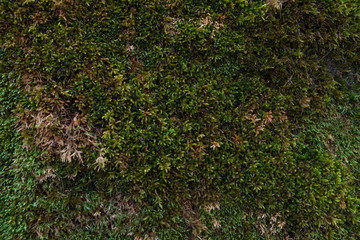 The green moss background on the wood. Nature texture.