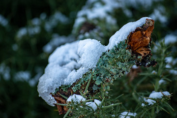 Macro of Brush in Pentland Hills ,Edinburgh