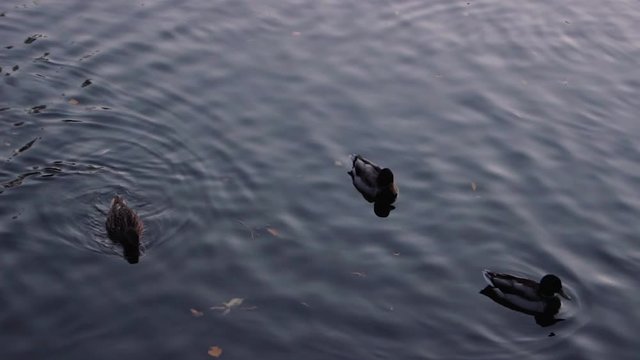 Duck floating on the lake in autumn time, Belarus. Fall season with leaves