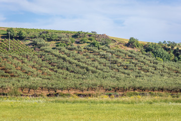 Vineyards and olive tree orchards in Trapani Province of Sicily autonomous region in Italy