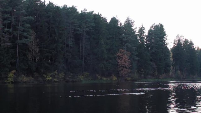 Duck floating on the lake in autumn time, Belarus. Fall season with leaves