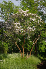 Fototapeta na wymiar Bush of blooming lilacs in the garden on a clear summer day.