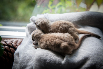 The meerkat or suricate cub, 3 weeks old