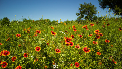 Fototapeta na wymiar Green field filled with red and yellow mixed Gaillardia pulchella flowers, also known as blanket flower or fire wheel. Selective focus. Colorful red flowers in field. Panorama photo.