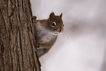 Fototapeta premium Ecureuil roux