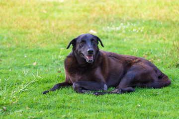 A happy black brown shot hair dog lying on the lawn
