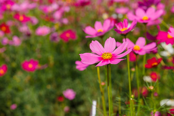 Beautiful cosmos flower field in sunny.