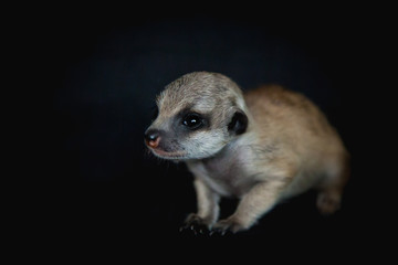 Fototapeta premium The meerkat or suricate cub on black