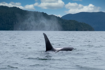 Naklejka premium Killer whale in Tofino mountains in background, view from boat on a killer whale
