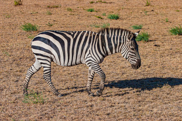 Fototapeta na wymiar Africa. Kenya. Zebra close-up. Zebra walks across a brown field. Fauna of Africa. Animals Of Kenya. Cloven-hoofed animal. Travel to Africa.