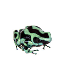 Green-and-Black Poison Dart Frog isolated on white