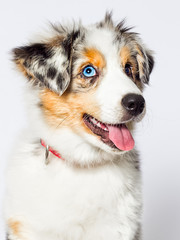 blue-eyed merle puppy, australian shepherd dog looks at a white background