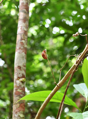 brown beetle on a tree branch in the jungle