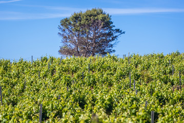 Fototapeta na wymiar Vineyard in Trapani Province of Sicily autonomous region in Italy