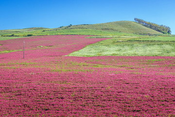 Large sulla flowers field in Trapani Province of Sicily autonomous region in Italy