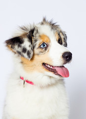 blue-eyed merle puppy, australian shepherd dog looks at a white background