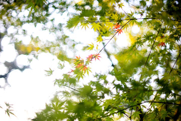 blur image of Some red maple leave