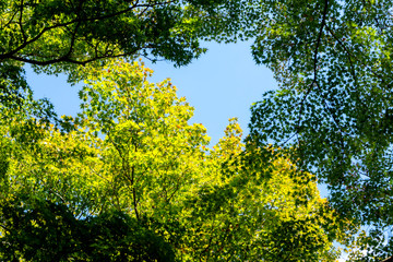 autumn in Kyoto Japan ,twigs green and yellow