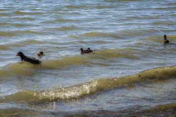 Birds on a Great Kierskie Lake in Poznan city in Poland